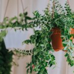 hanging indoor plants, lipstick plant