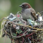 Nature Meets Tech: Bird's E-Waste Nest